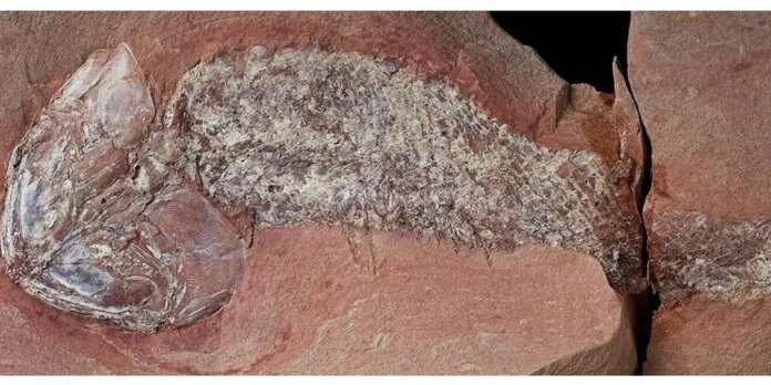 estudo-revela-fossil-de-peixe-pre-historico-em-mato-grosso