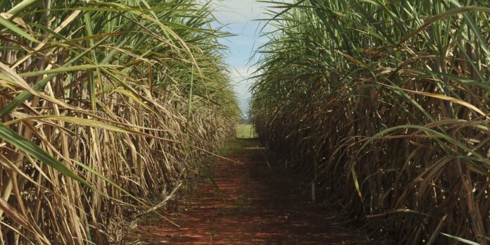 conselho-amplia-teto-de-remuneracao-do-eco-invest-brasil