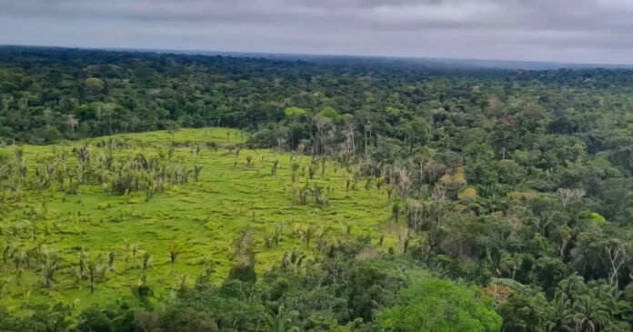 amazonia-registra-menor-desmatamento-em-11-anos;-1,7%-das-terras-indigenas-atingidas
