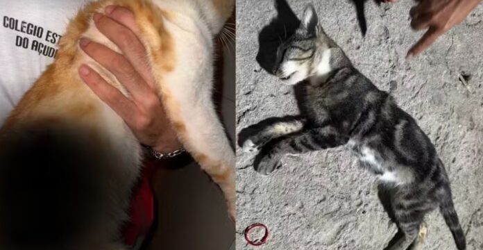 tiros-atingem-dois-gatos-no-interior-baiano;-um-morre,-outro-fica-ferido.