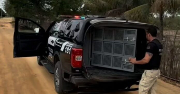 policia-prende-homem-em-malhada,-suspeito-de-estupro-de-vulneravel