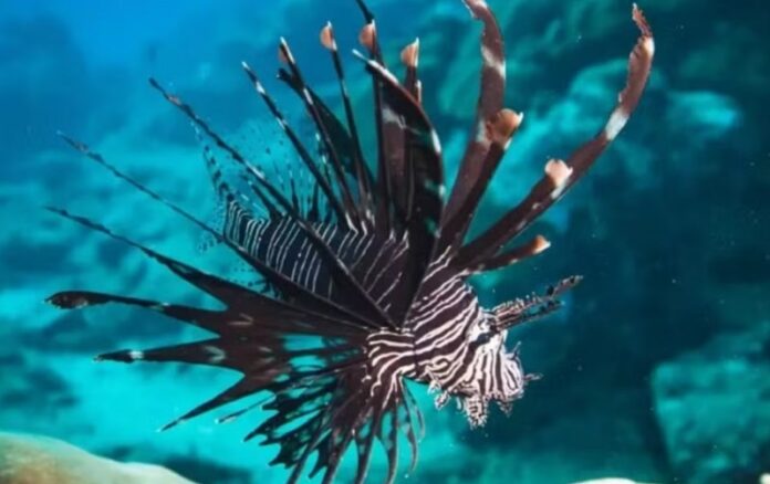 pescadores-removem-aproximadamente-500-exemplares-da-especie-invasora