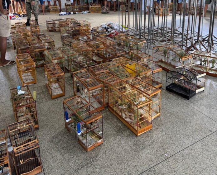 policia-apreende-95-aves-silvestres-em-torneio-irregular-em-aguas-claras