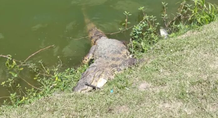 jacare-de-dois-metros-e-encontrado-morto-na-lagoa-grande,-feira-de-santana