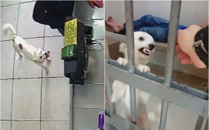 belinha-acompanha-tutor-em-tentativa-de-roubo-e-tutor-e-preso