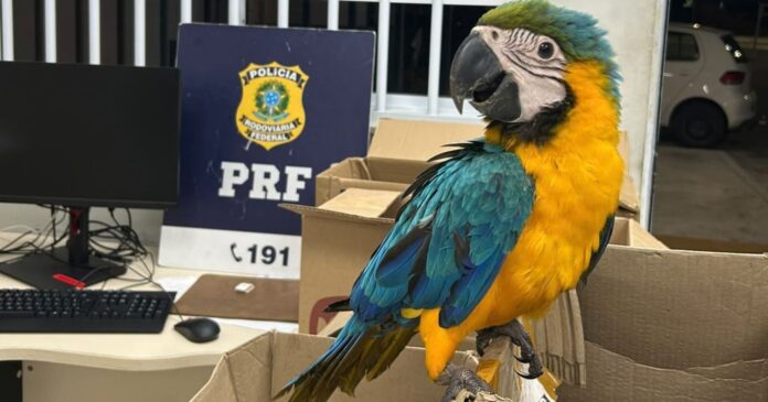prf-apreende-37-aves-silvestres-em-transporte-irregular-no-norte-da-bahia