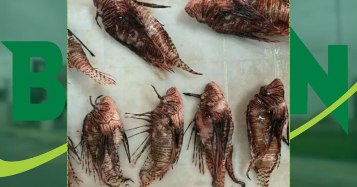 porto-seguro-institui-recompensa-de-r$-10-por-peixe-leao-capturado-para-conter-especie-invasora