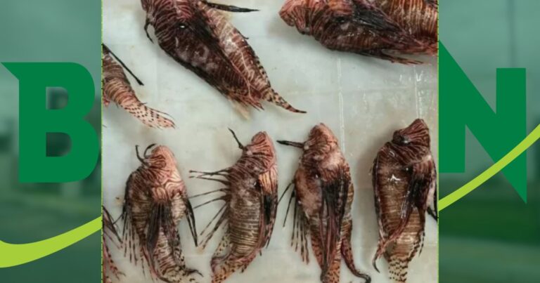 porto-seguro-institui-recompensa-de-r$-10-por-peixe-leao-capturado-para-conter-especie-invasora