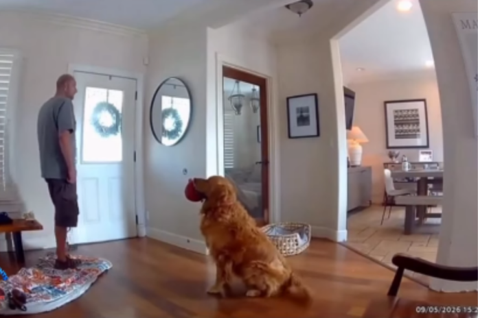 cao-golden-retriever-encanta-ao-abordar-ladrao-com-brinquedo-na-boca