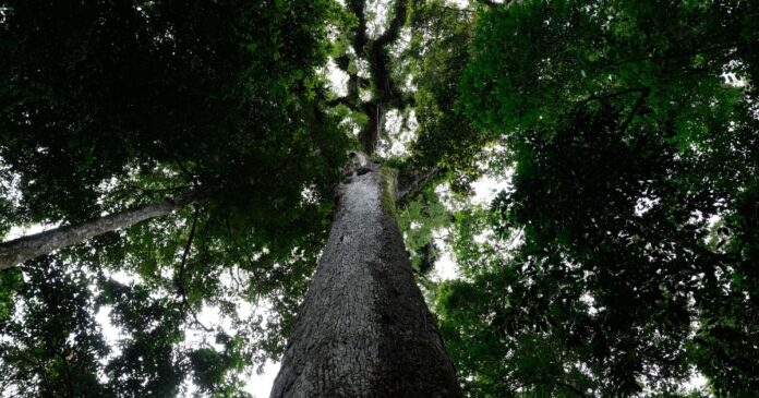 agricultura-registra-ganho-de-11-milhoes-de-hectares-na-mata-atlantica-ao-longo-de-41-anos
