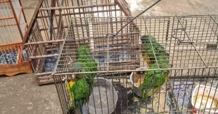 projeto-na-al-ba-propoe-rastreabilidade-para-coibir-fraudes-no-comercio-de-animais-silvestres