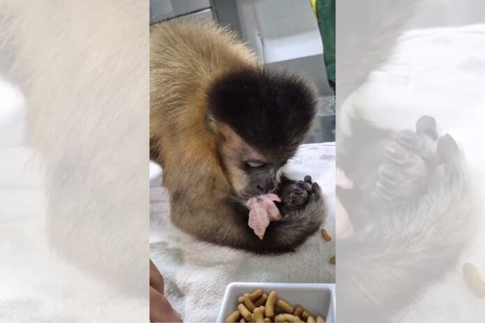 macaco-demonstra-afeto-a-filhote-de-passaro-com-abracos-e-beijos