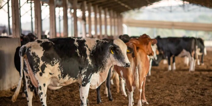 uniao-europeia-suspende-carnes-do-brasil;-impactos-e-proximos-passos