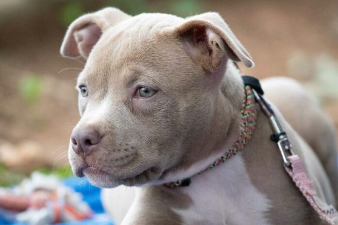 filhotes-de-pit-bulls-viralizam-ao-usar-minichapeus-para-adocao