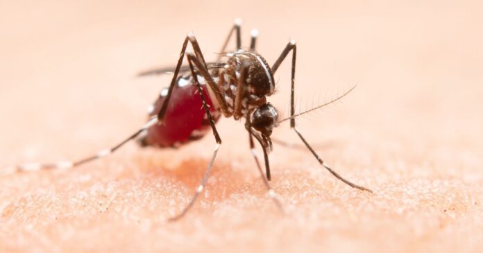 dengue-atinge-condados-da-florida-e-leva-a-declaracao-de-emergencia