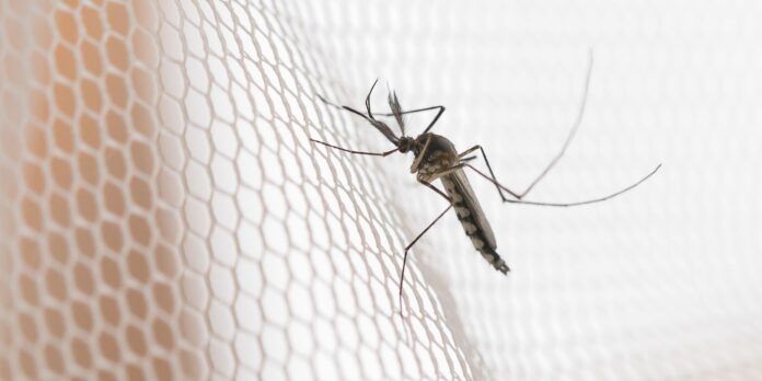 dengue:-cidades-do-noroeste-paulista-registram-maior-incidencia