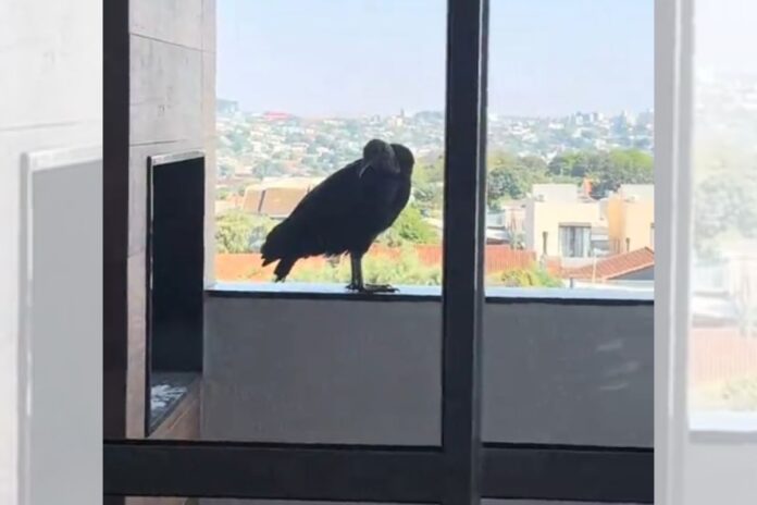 urubu-com-ovo-em-churrasqueira:-mulher-e-proibida-de-tocar-no-ninho