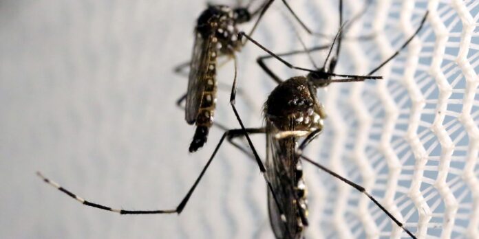 aedes-aegypti:-metade-dos-municipios-do-brasil-esta-em-alerta-ou-risco