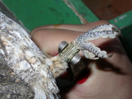 pf-apura-cpf-falso-de-aves-silvestres-monitoradas-no-vale-do-jiquirica