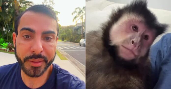 marcell-moraes-acusa-vizinho-de-matar-macaco-em-condominio;-inema-aponta-intoxicacao