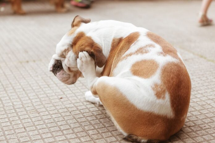 especialista-orienta-como-prevenir-pulgas-e-carrapatos-em-pets