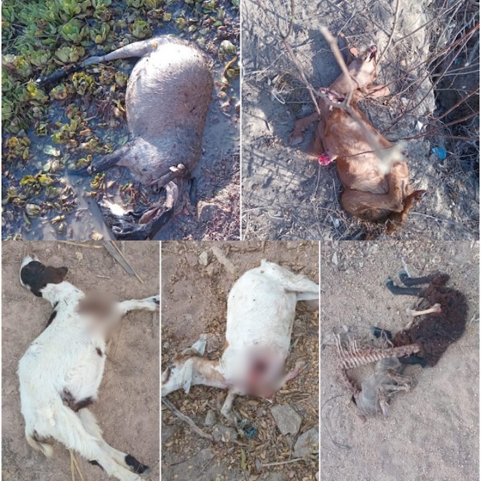 barrocas-registra-ataque-canino-que-deixou-ao-menos-seis-cabras-e-ovelhas-mortas