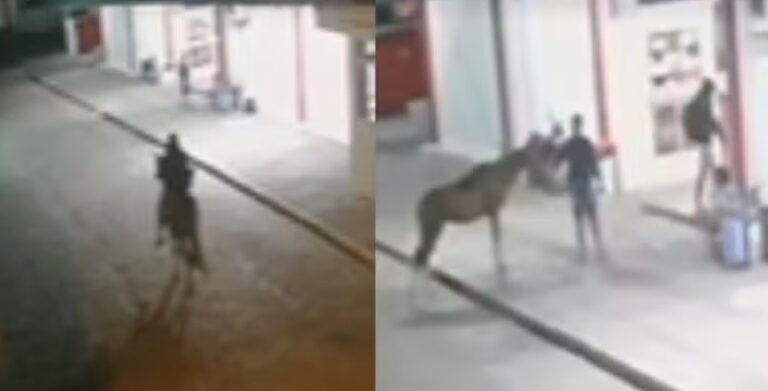suspeito-utiliza-cavalo-para-assaltar-lanchonete-da-rodoviaria-na-bahia