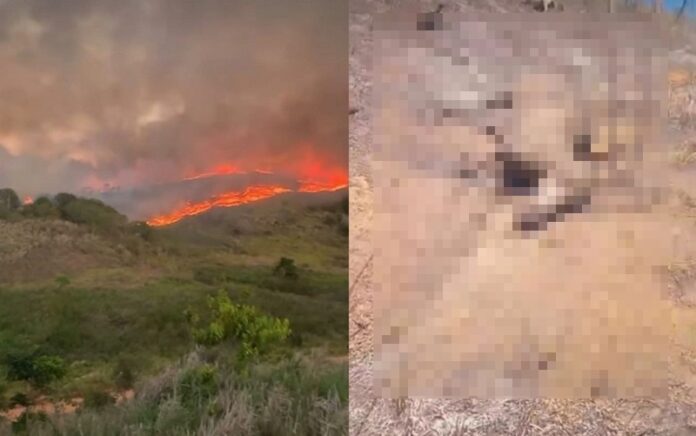 queimadas-destroem-vegetacao,-ceifam-animais-e-colocam-comunidades-em-itanhem,-machaclis-e-aldeia-em-risco
