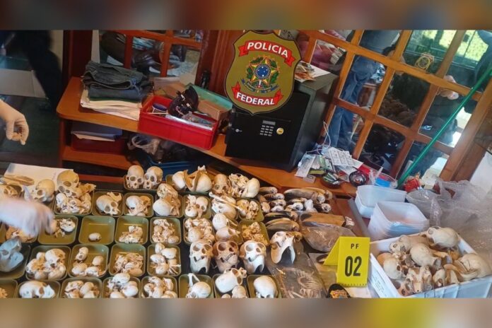 pf-investiga-trafico-internacional-apos-ovos-de-papagaio-ocultos-em-roupas