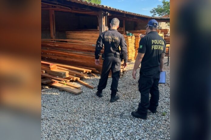 policia-federal-investiga-rede-de-comercializacao-de-madeira-e-fraudes-no-sistema-de-manejo-florestal