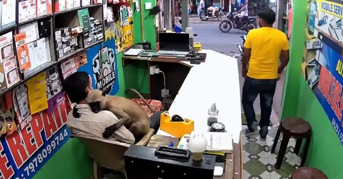 macaco-entra-em-loja-de-conserto-de-celulares-na-india,-sobe-ao-colo-do-dono-e-o-abraca