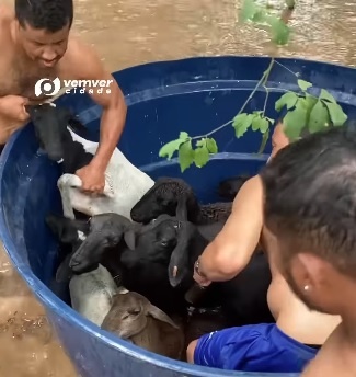 Moradores resgatam 17 ovelhas presas em rio na cidade baiana