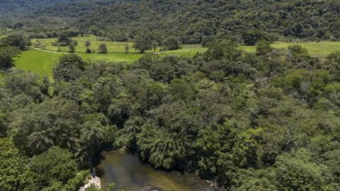 Extensão da vegetação nativa fragmentada cai 43% no Brasil