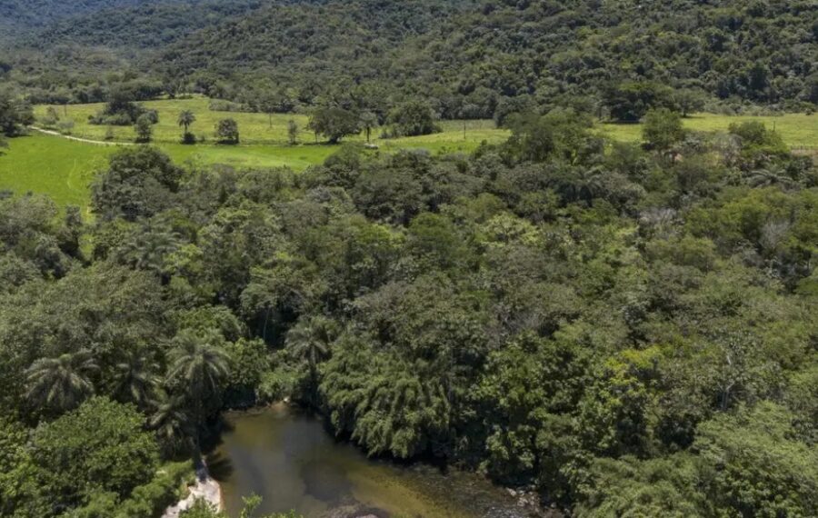 Extensão da vegetação nativa fragmentada cai 43% no Brasil