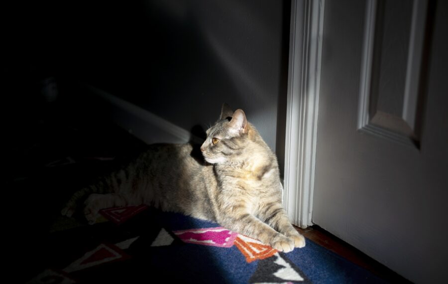 Por que gatos ficam ativos à noite e na madrugada, explica veterinário