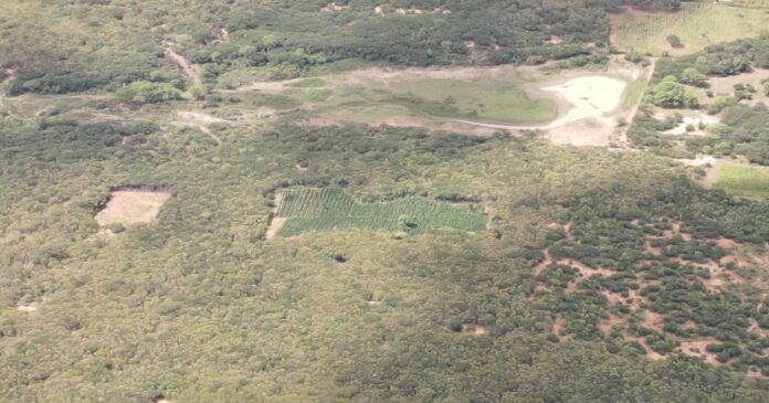em-acao-conjunta-da-pf,-pm-ba-e-pm-pe-realizam-erradicacao-de-plantios-de-maconha