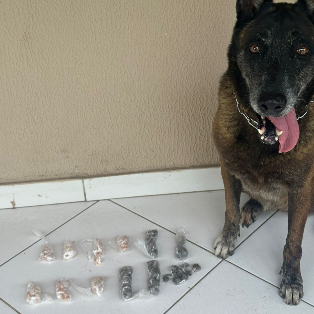 Polícia Militar apreende drogas em duas operações da 87ª CIPM em Teixeira de Freitas 2 Cao policial atuou na localizacao de droga enterrada dentro de terreno em Teixeira de Freitas